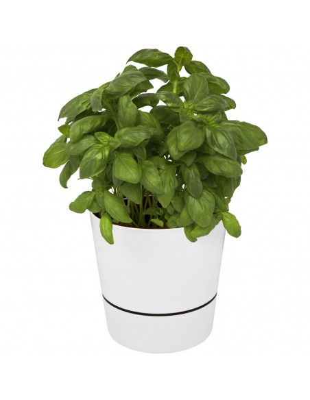 Herbs single kitchen pot