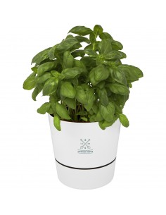 Herbs single kitchen pot